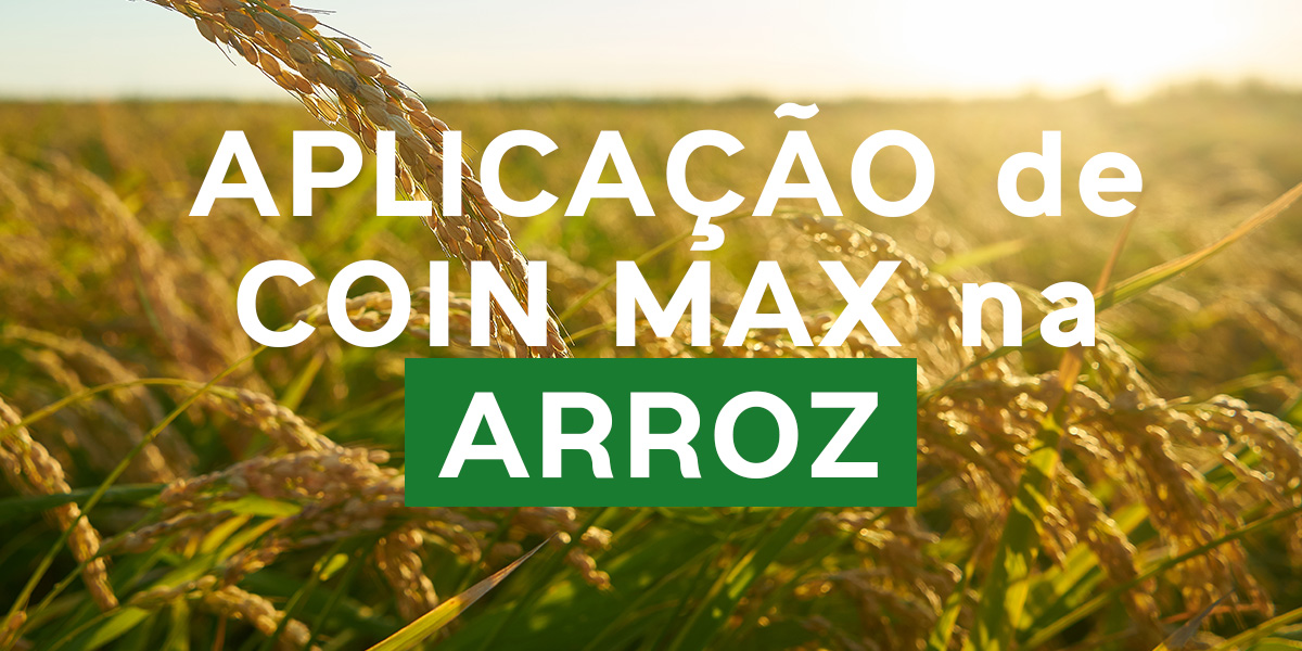 Coin Max no Arroz